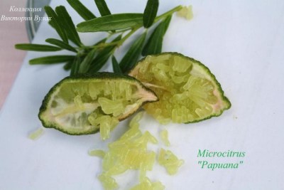 Microcitrus apuana1